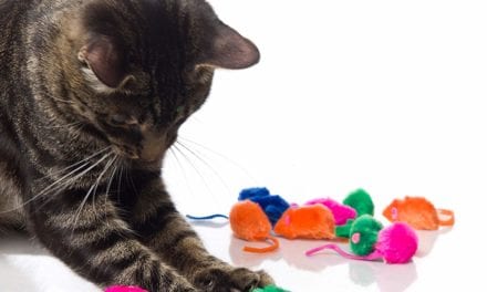 10 Best Cat Toys To Keep Your Kitties Entertained