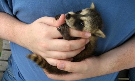 Baby Raccoon
