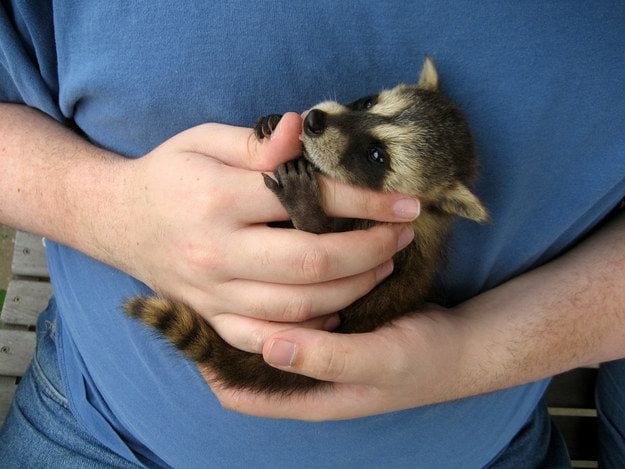 Baby Raccoon