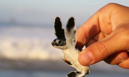 Baby Sea Turtle