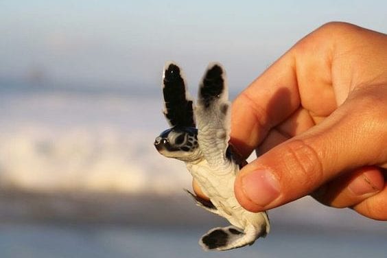 Baby Sea Turtle