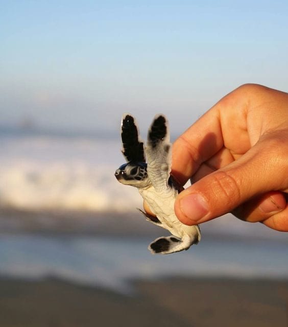 Baby Sea Turtle