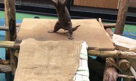 Let it rain, I otter you!