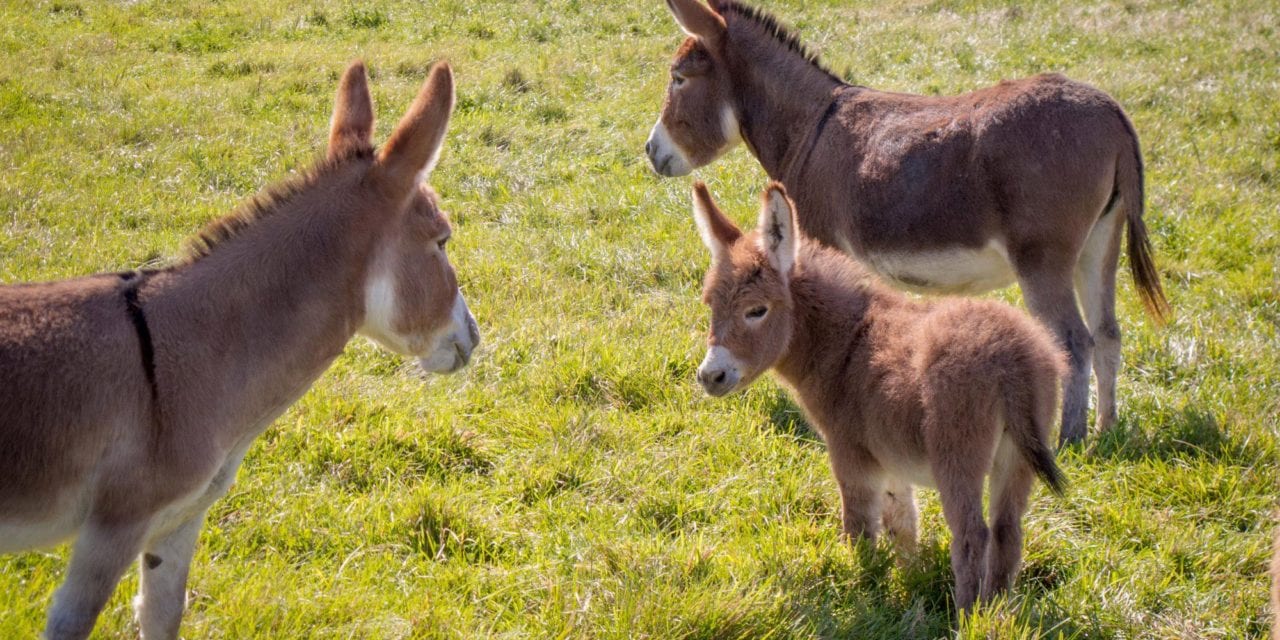 Little Donkeys