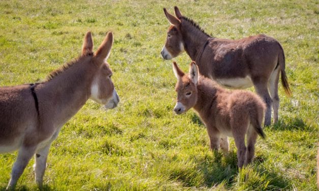 Little Donkeys