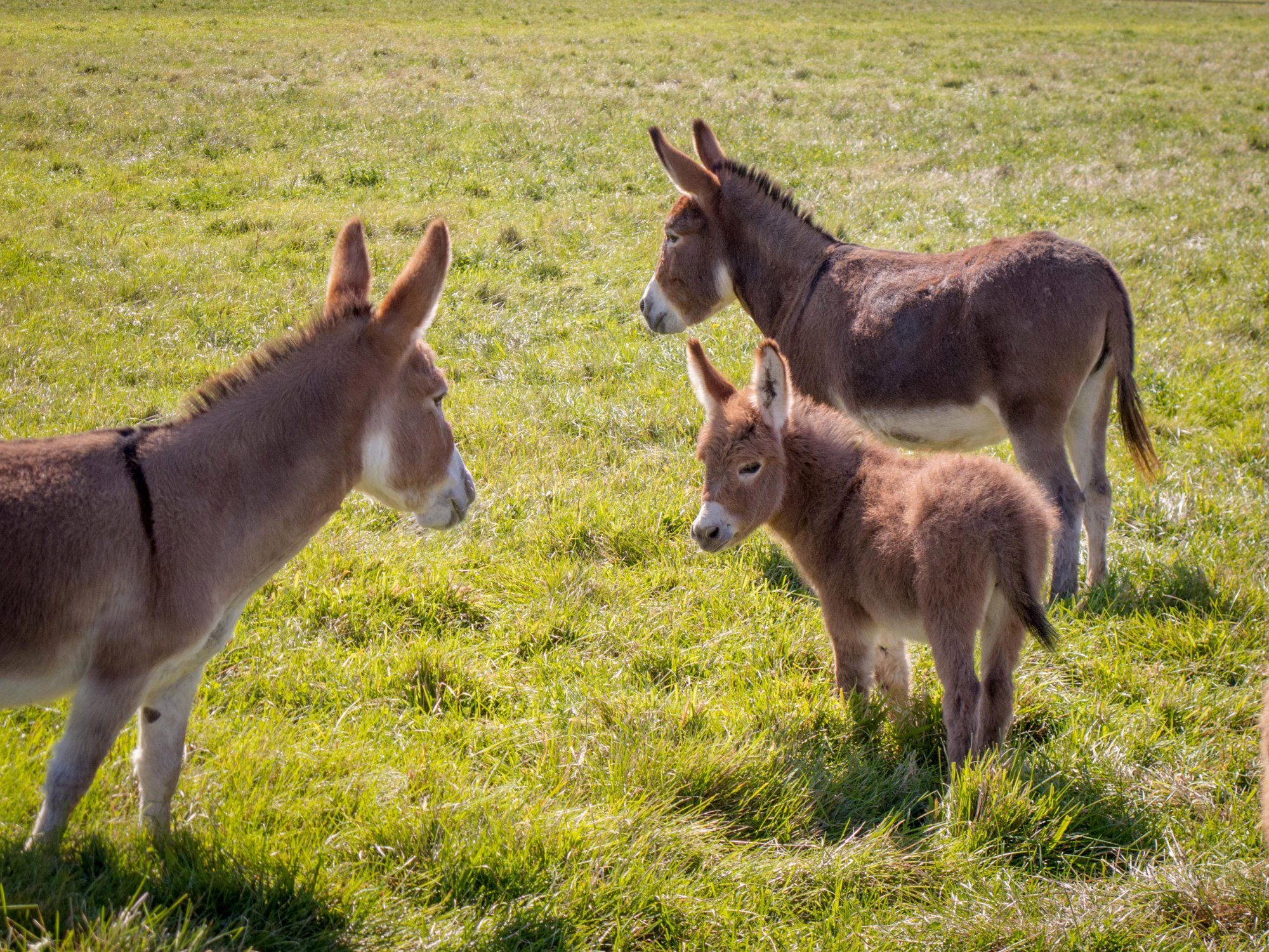Little Donkeys Too Cute Bear