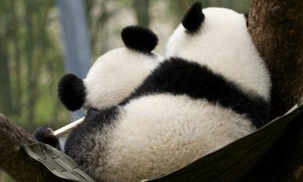 Panda Hugs