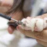 8 Best Cat Nail Clipper and Trimmer