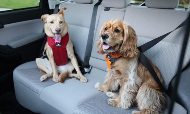 9 Best Dog Seat Belt for Your Cannie Friend