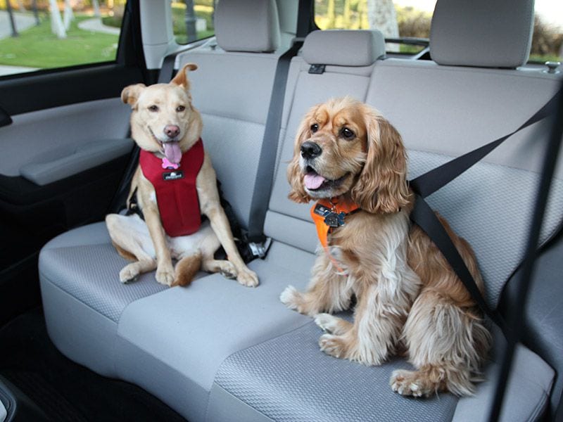 9 Best Dog Seat Belt for Your Cannie Friend