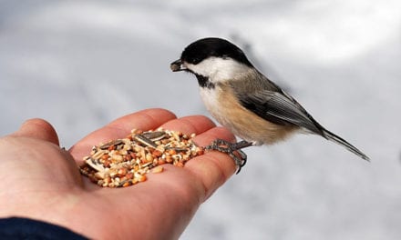 9 Best Bird Feeders That Save Your Time & Hassle