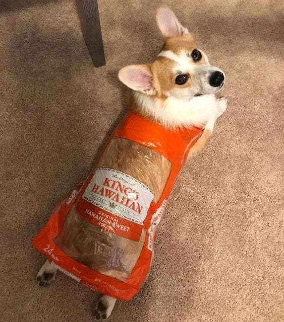 Corgi Loaf