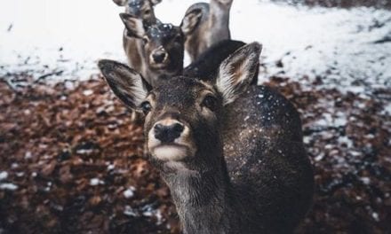 Deer Fellows