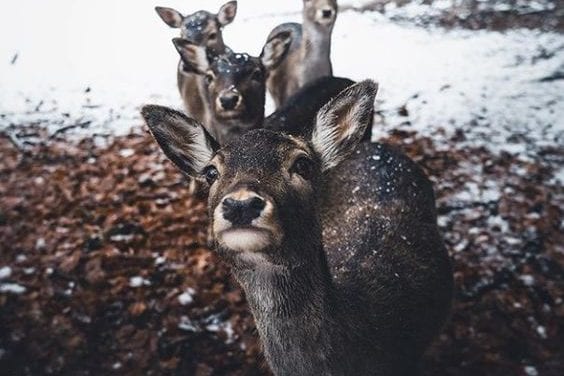 Deer Fellows