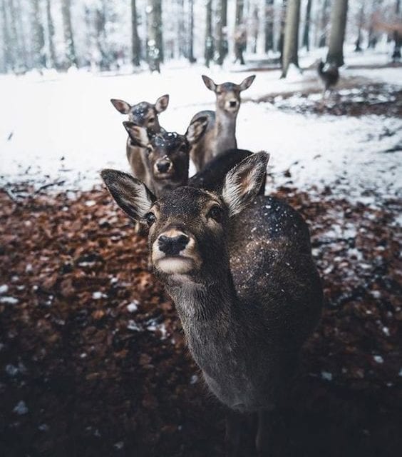 Deer Fellows
