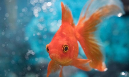 How to Tell If Your Goldfish is Boy or Girl