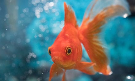How to Tell If Your Goldfish is Boy or Girl