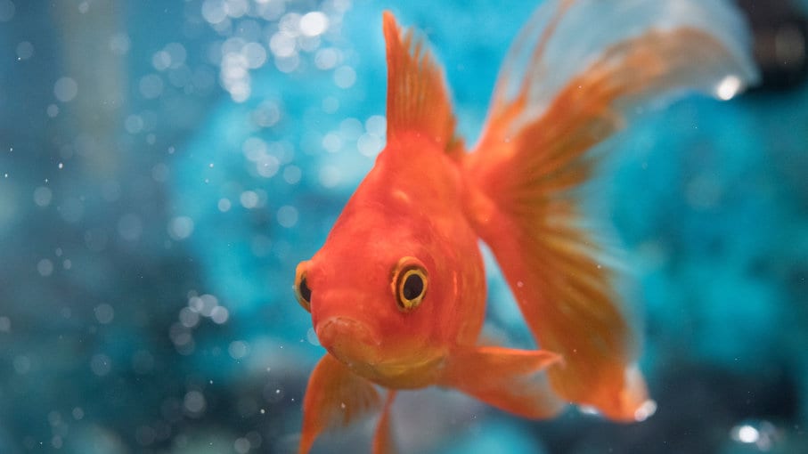 How to Tell If Your Goldfish is Boy or Girl