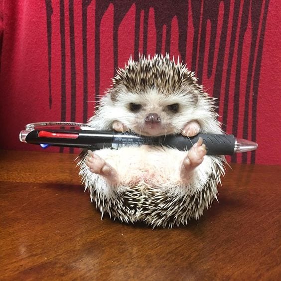 Hedge penholder