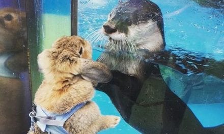 Otter meets bunny