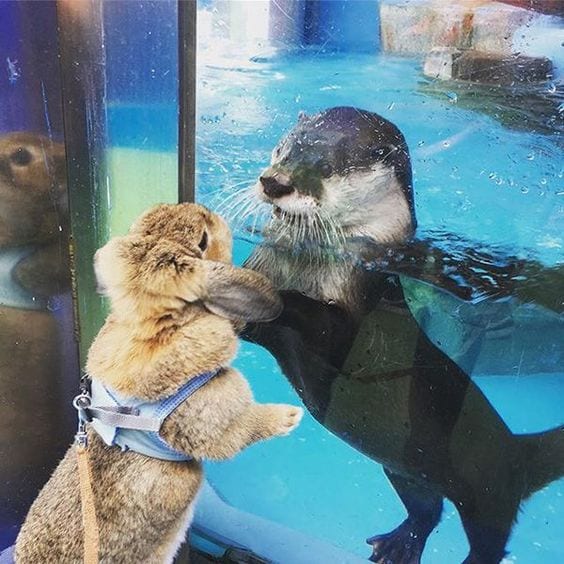 Otter meets bunny