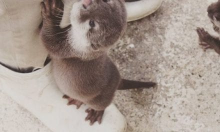 Human with otter on each foot