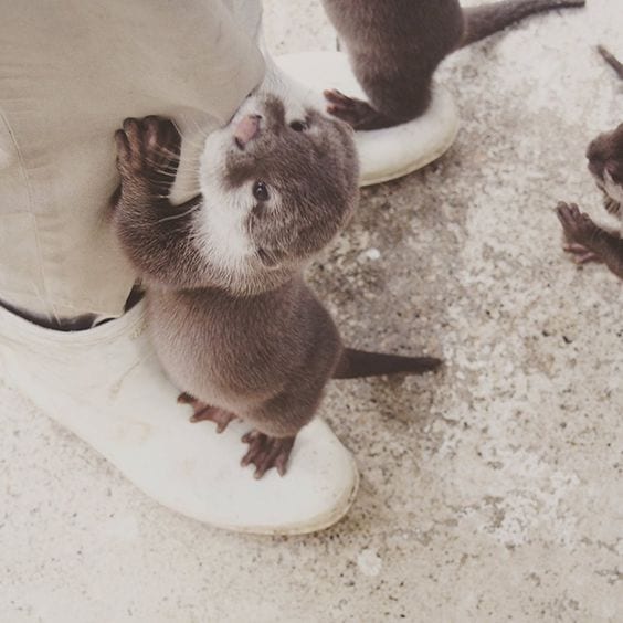 Human with otter on each foot