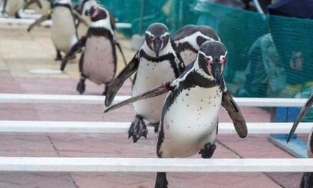 Penguin Hurdling