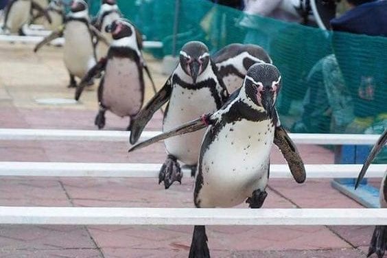 Penguin Hurdling