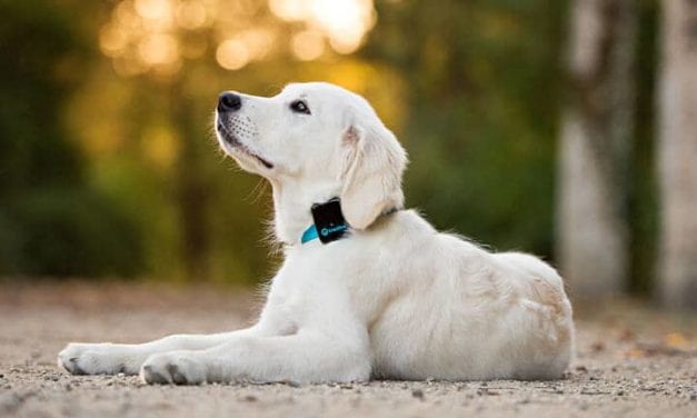 8 Best GPS Dog Tracker For A Naughty Puppy