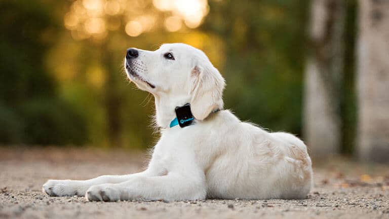 8 Best GPS Dog Tracker For A Naughty Puppy