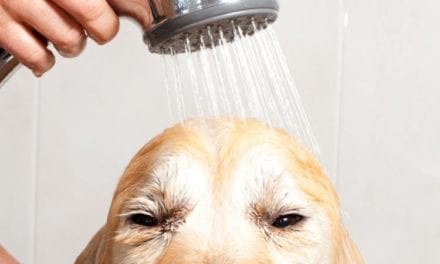 The 9 Best Dog Shampoo and Conditioner