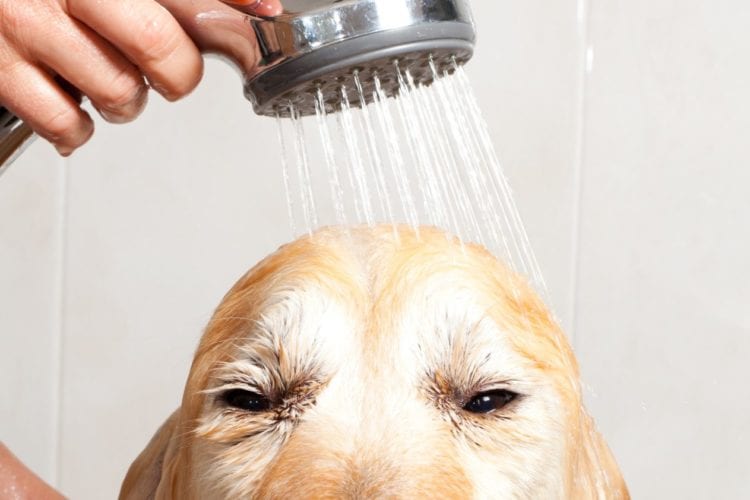 The 9 Best Dog Shampoo and Conditioner