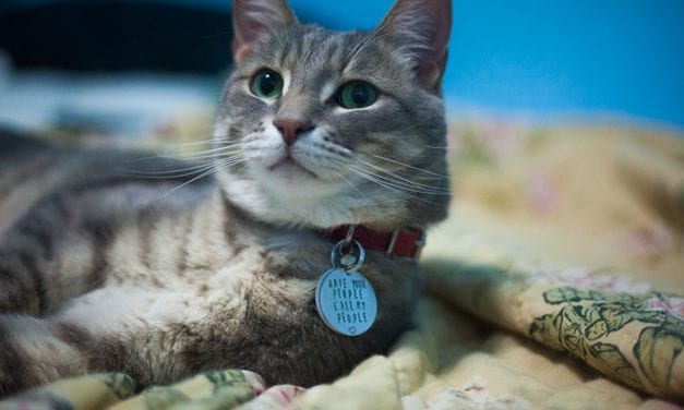 8 Best Cat Collars for Your Kitty