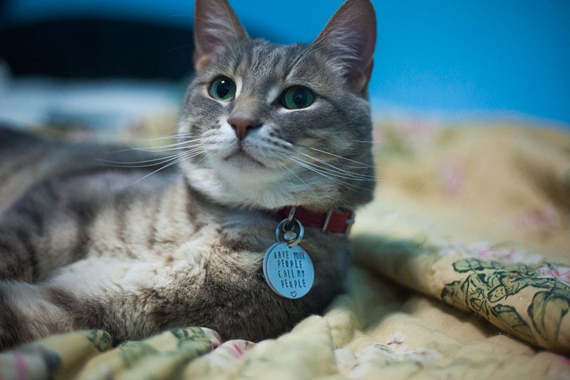 8 Best Cat Collars for Your Kitty