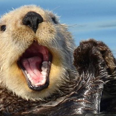 Good otter w big smile | Too Cute To Bear