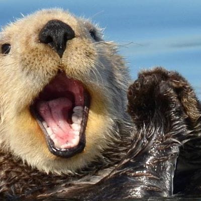 Good otter w big smile