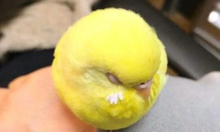 Real Angry Bird