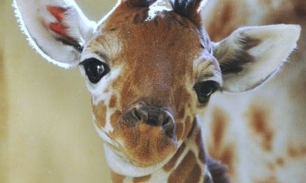 Baby Giraffe