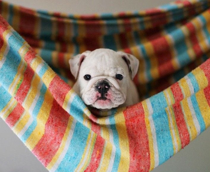 Hanging in the hammock