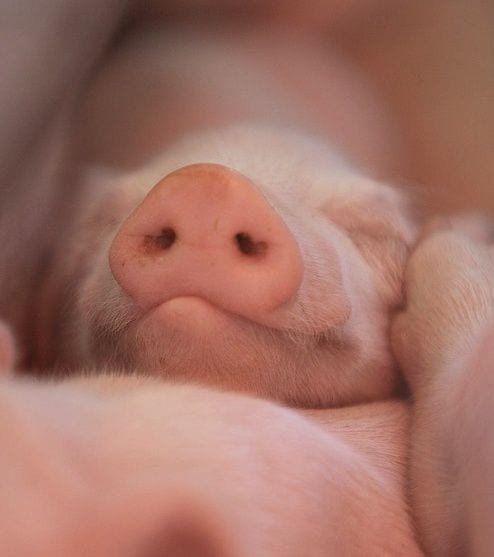 Happy pig