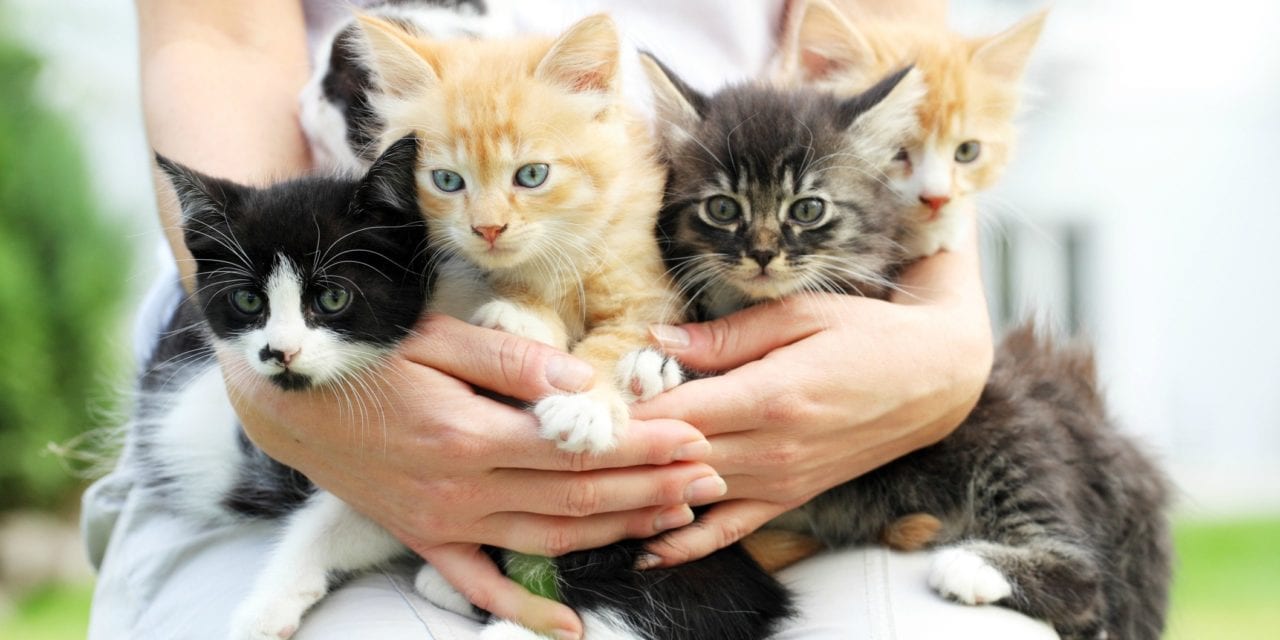 How to Pick a Kitten That’s Right for You