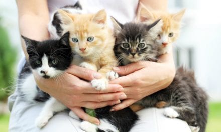 How to Pick a Kitten That’s Right for You