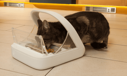 8 Best Automatic Cat Feeder That Make Feeding Easy