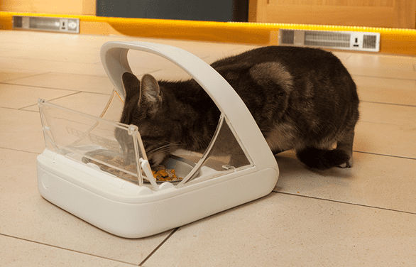 8 Best Automatic Cat Feeder That Make Feeding Easy