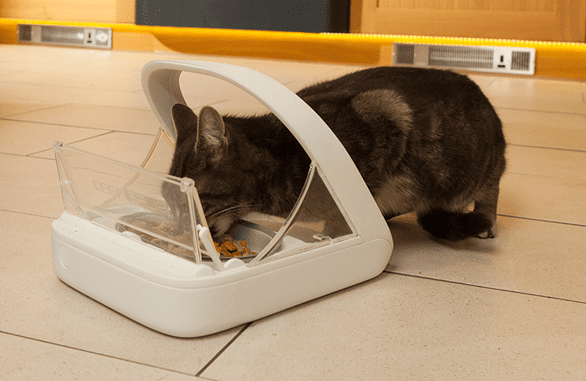 8 Best Automatic Cat Feeder That Make Feeding Easy