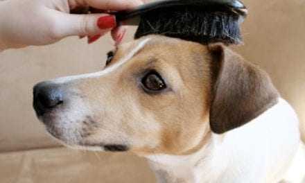 9 Best Dog Combs and Brushes