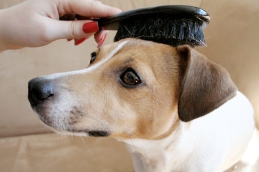 9 Best Dog Combs and Brushes