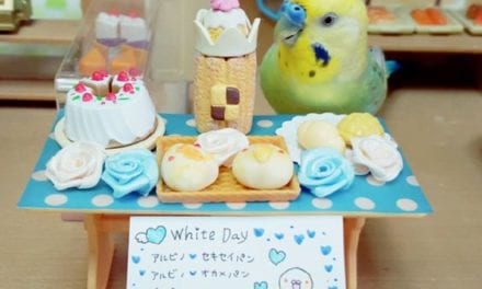 Budgie in a doll bakery