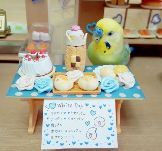 Budgie in a doll bakery